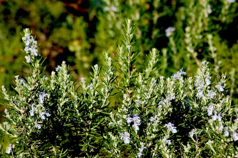 Rosemary at Bisevo, Vis